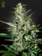 Super Critical Auto Cannabis Seeds by Green House Seeds
