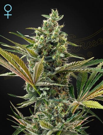 Super Lemon Haze Autoflowering CBD by Green House Seeds