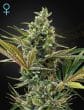 Super Lemon Haze Autoflowering CBD by Green House Seeds