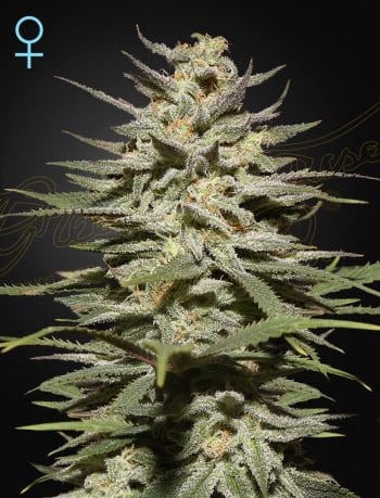 Super Lemon Haze CBD by Green House Seeds