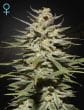 Super Lemon Haze CBD by Green House Seeds