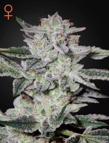 Sweet Valley Kush Feminized Cannabis Seeds by Green House Seeds