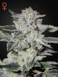 Sweet Valley Kush Feminized Cannabis Seeds by Green House Seeds