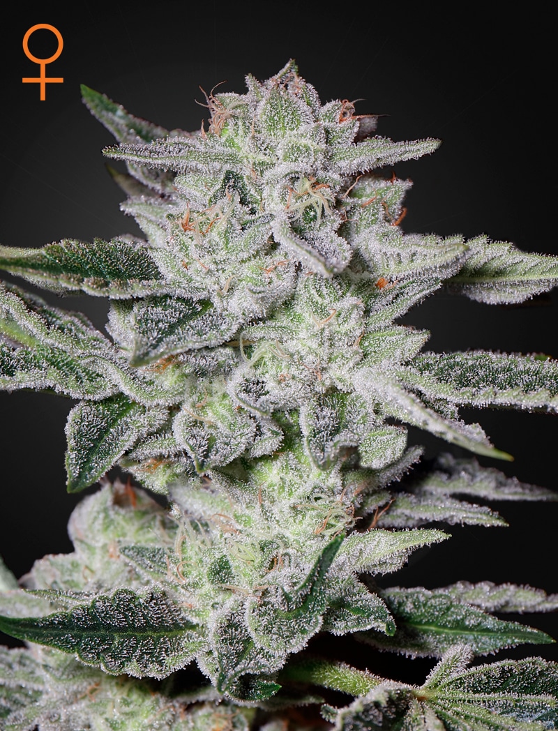 SweetValleyKush_WEB Sweet Valley Kush Feminized Cannabis Seeds by Green House Seeds