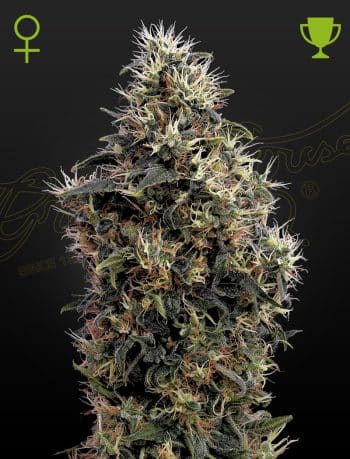 Sweet Mango Auto Cannabis Seeds by Green House Seeds