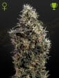 SweetmangoAuto_70a6-81