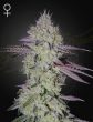 Tarte Tatin Feminized Cannabis Seeds by Green House Seeds