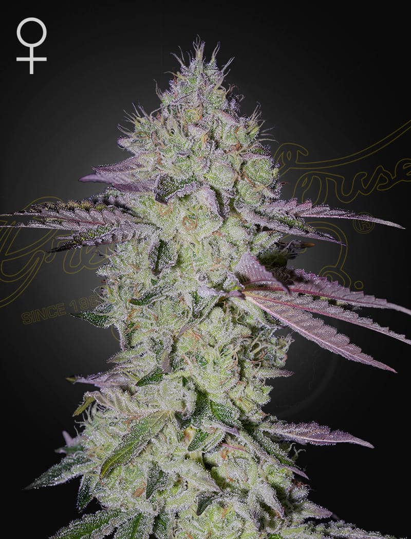 TARTE-TATIN-800X1048_WEB Tarte Tatin Feminized Cannabis Seeds by Green House Seeds