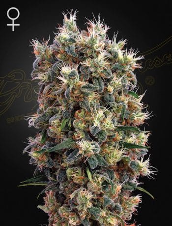 The Church Feminized Cannabis Seeds by Green House Seeds