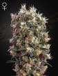 The Church Feminized Cannabis Seeds by Green House Seeds