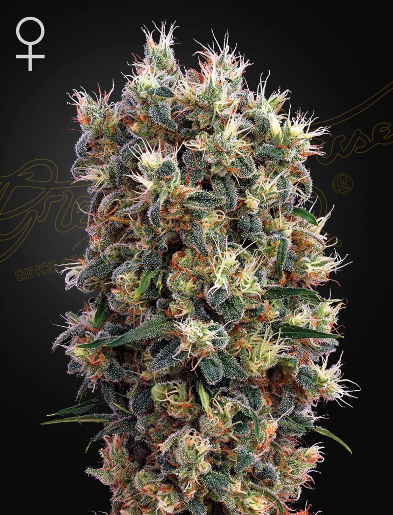 TheChurch The Church Feminized Cannabis Seeds by Green House Seeds