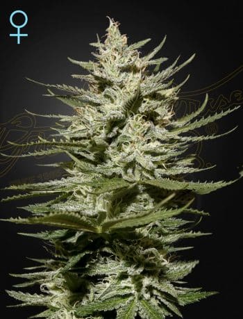 The Church CBD by Green House Seeds