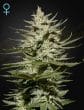 The Church CBD by Green House Seeds