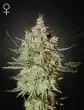 Train Wreck Feminized Cannabis Seeds by Green House Seeds