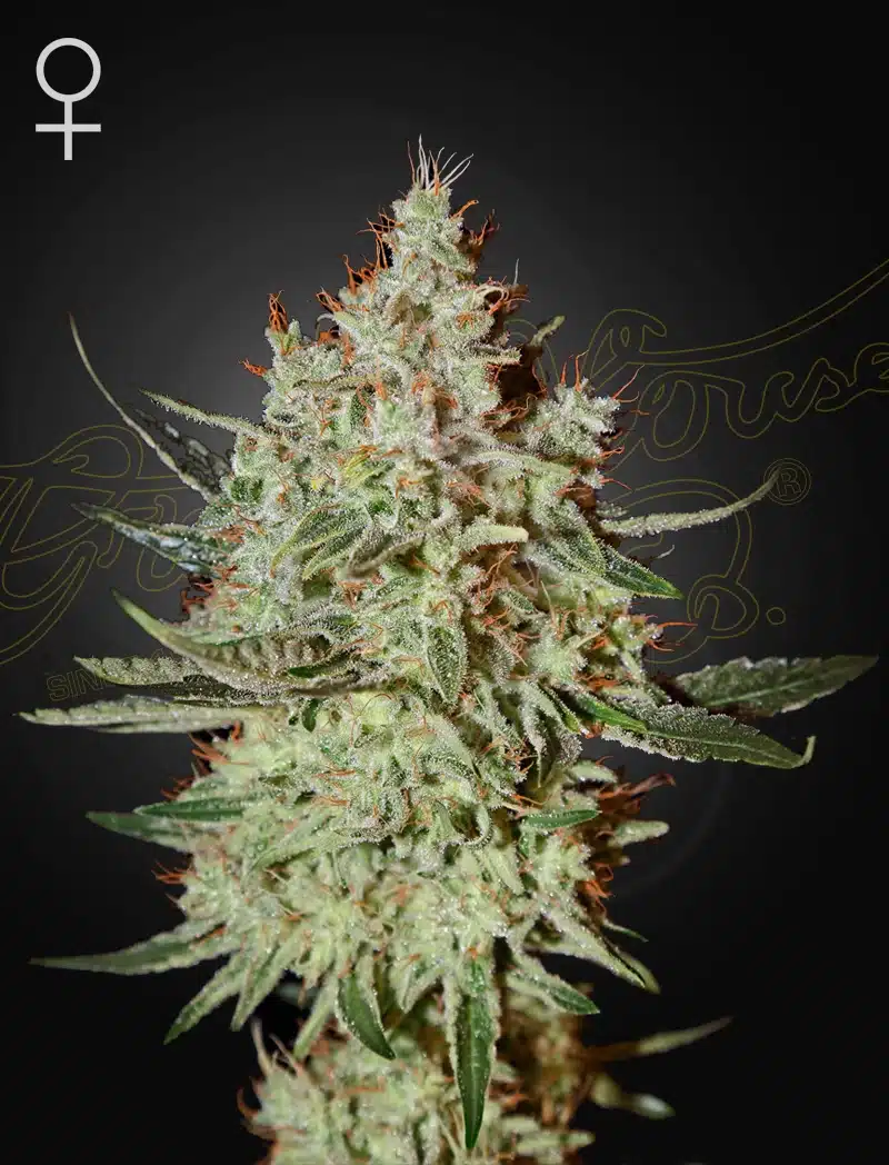 Train-Wreck-web-_bj3d-2o Train Wreck Feminized Cannabis Seeds by Green House Seeds