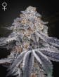 Velvet Moon Feminized Cannabis Seeds by Green House Seeds