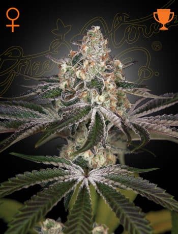 White Widow Feminized Cannabis Seeds by Green House Seeds