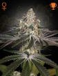 White Widow Feminized Cannabis Seeds by Green House Seeds