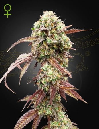 West-Coast-OG-Gelato.jpeg West Coast OG x Gelato #41 Auto Cannabis Seeds by Green House Seeds