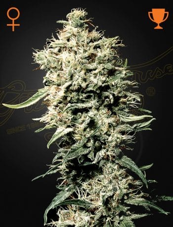White Rhino Feminized Cannabis Seeds by Green House Seeds