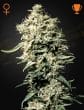 White Rhino Feminized Cannabis Seeds by Green House Seeds