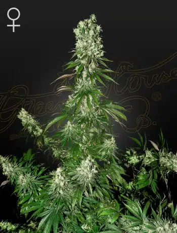White Strawberry Skunk - 5 Fem (Greenhouse Seeds)