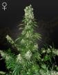 White Strawberry Skunk - 5 Fem (Greenhouse Seeds)
