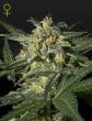 White Widow Auto Cannabis Seeds by Green House Seeds