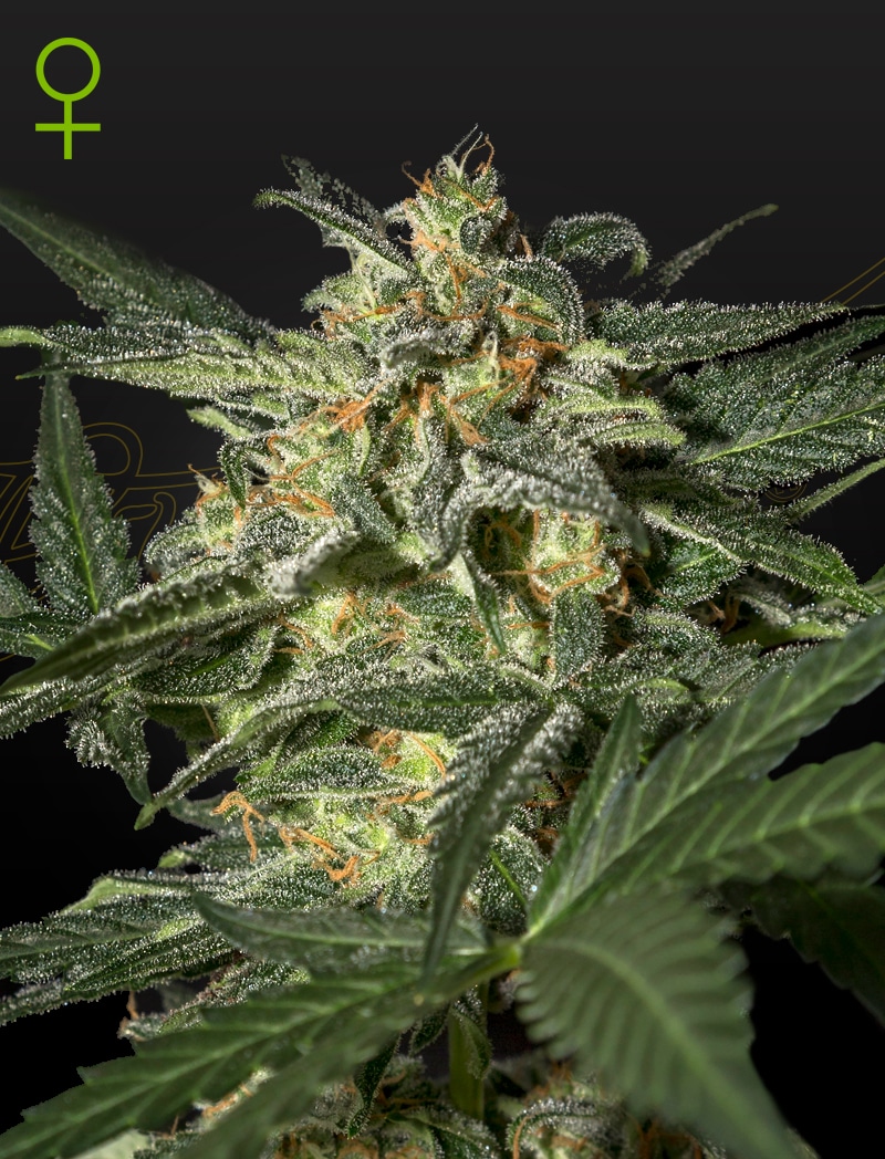 WhiteWidowAuto White Widow Auto Cannabis Seeds by Green House Seeds