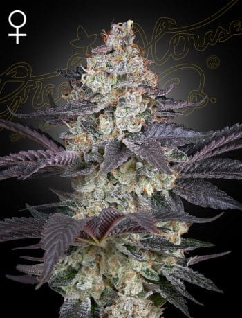 Ztrawberry Feminized Cannabis Seeds by Green House Seeds