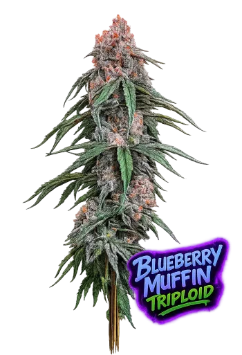 blueberry muffin triploid strain