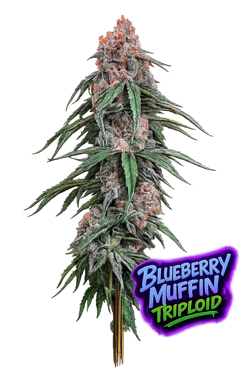 blueberry-muffin-triploid-love-cannabis blueberry muffin triploid strain