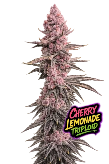 cherry lemondate triploid feminized strain
