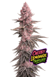 cherry lemondate triploid feminized strain