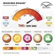 Amsterdam Amnesia Feminized Cannabis Seeds by Dutch Passion Seeds