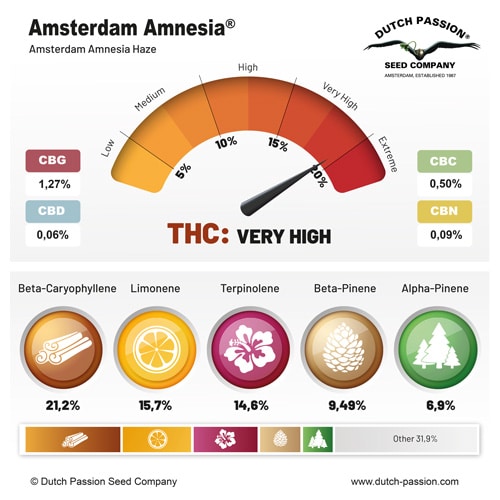 Amsterdam Amnesia terpene and cannabinoid profile Amsterdam Amnesia terpene and cannabinoid profile