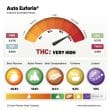 Auto Euforia Cannabis Seeds by Dutch Passion Seeds