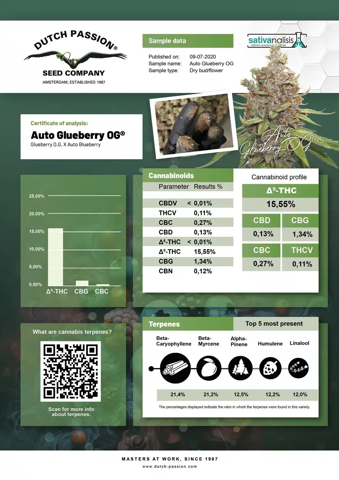 Auto Glueberry OG independent lab-test analysis Auto Glueberry OG independent lab-test analysis