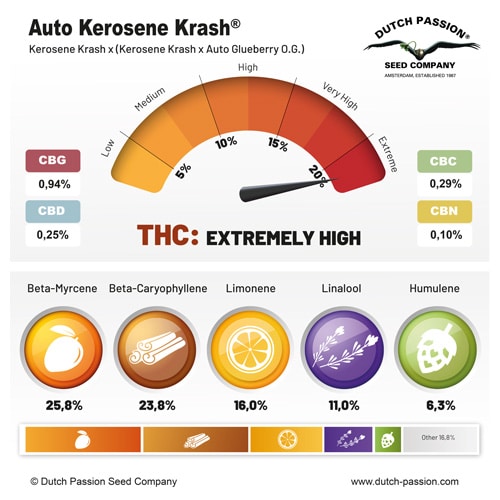 Auto Kerosene Krash terpene and cannabinoid profile Auto Kerosene Krash terpene and cannabinoid profile