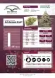 Auto Kerosene Krash Cannabis Seeds by Dutch Passion Seeds