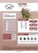 DP Melonade Runtz Auto Cannabis Seeds by Dutch Passion Seeds