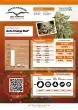 Auto Orange Bud Cannabis Seeds by Dutch Passion Seeds