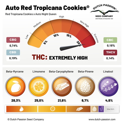Auto-Red-Tropicana-Cookies-terpene-profile_1