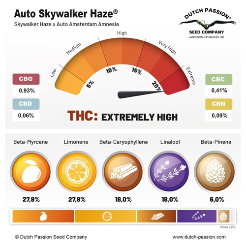 Auto Skywalker Haze terpene and cannabinoid profile Auto Skywalker Haze terpene and cannabinoid profile