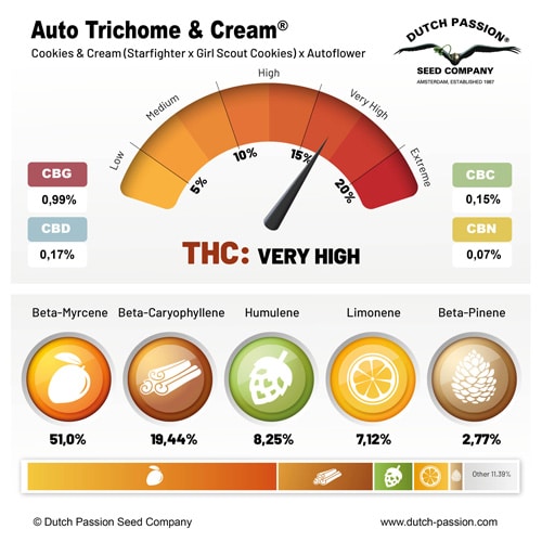 Auto Trichome & Cream terpene and cannabinoid profile Auto Trichome & Cream terpene and cannabinoid profile