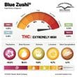 DP Blue Zushi Feminized Cannabis Seeds by Dutch Passion Seeds