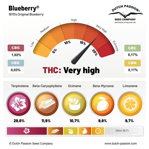 Blueberry terpene and cannabinoid profile Blueberry terpene and cannabinoid profile