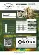 DP Lemon Z Feminized Cannabis Seeds by Dutch Passion Seeds
