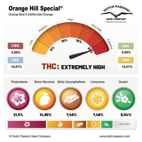 Orange Hill Special terpene and cannabinoid profile Orange Hill Special terpene and cannabinoid profile