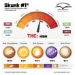 skunk-1-5